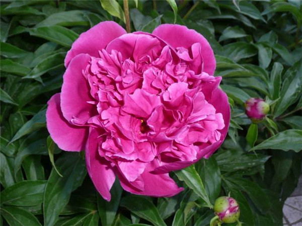 觀(guān)賞芍藥出售